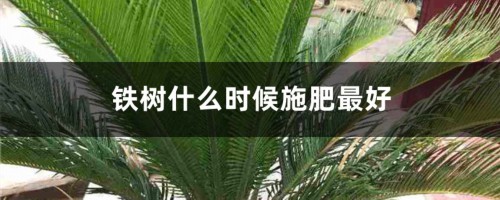 铁树什么时候施肥最好，怎么施肥