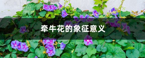 牵牛花的象征意义