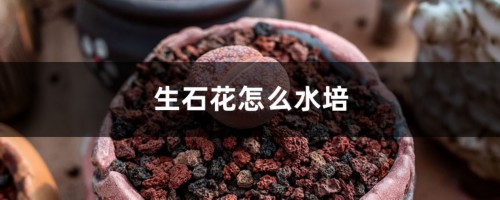 生石花怎么水培