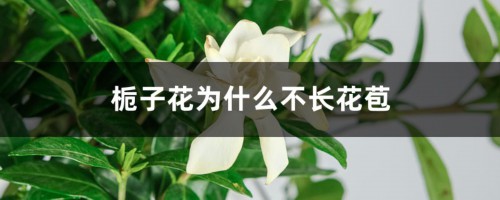 栀子花为什么不长花苞